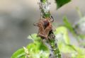 Coreus marginatus